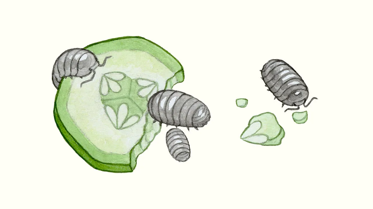 Aquarellillustration von Asseln, die an einer Gurkenscheibe fressen