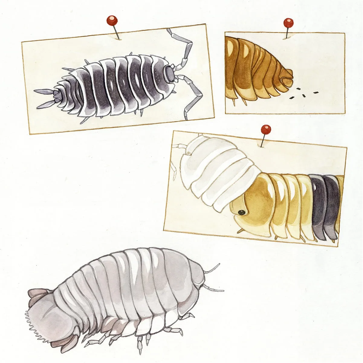 Illustrationsstudien einer Assel aus verschiedenen Perspektiven, teils zur Kugel eingerollt